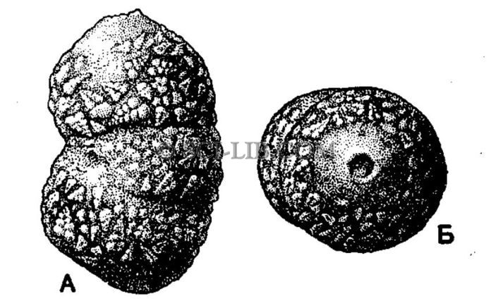 Clavulina cyclostomata Galloway et Morrey