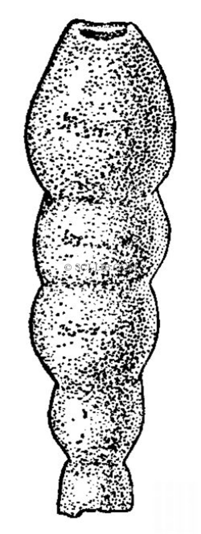 Hyperamminoides elegans