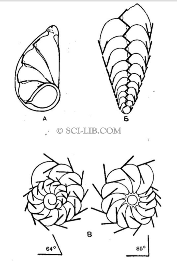 Pакон постоянства краевых углов фораминифер
