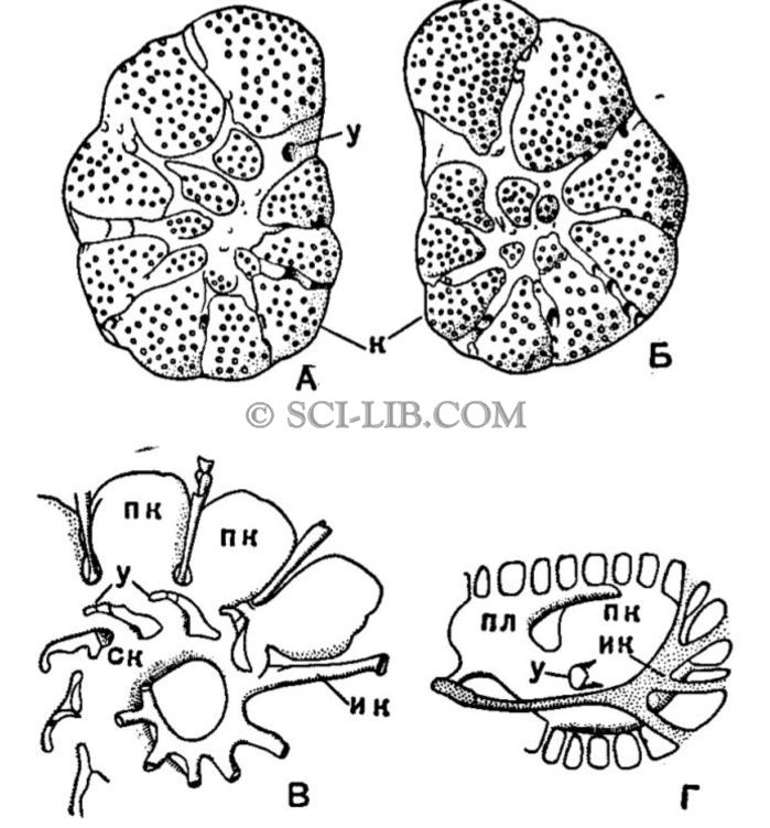 Rotalia polystomelloides Parker et Jones