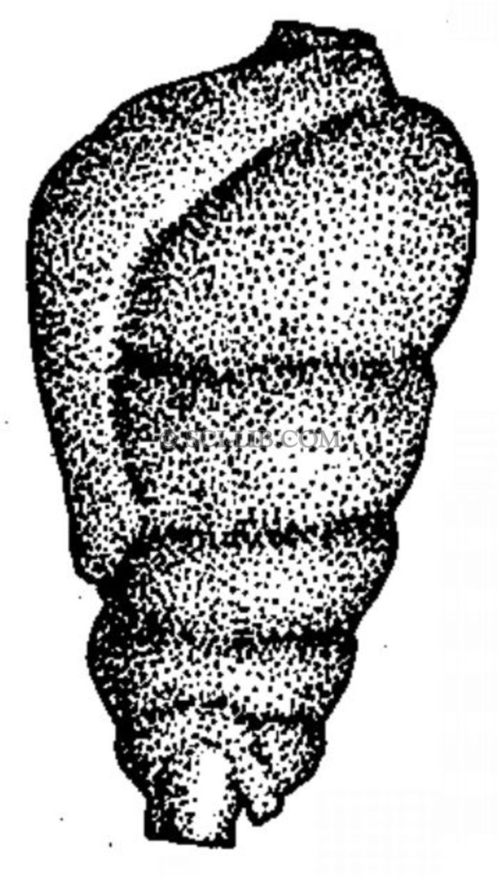 Trepeilopsis grandis